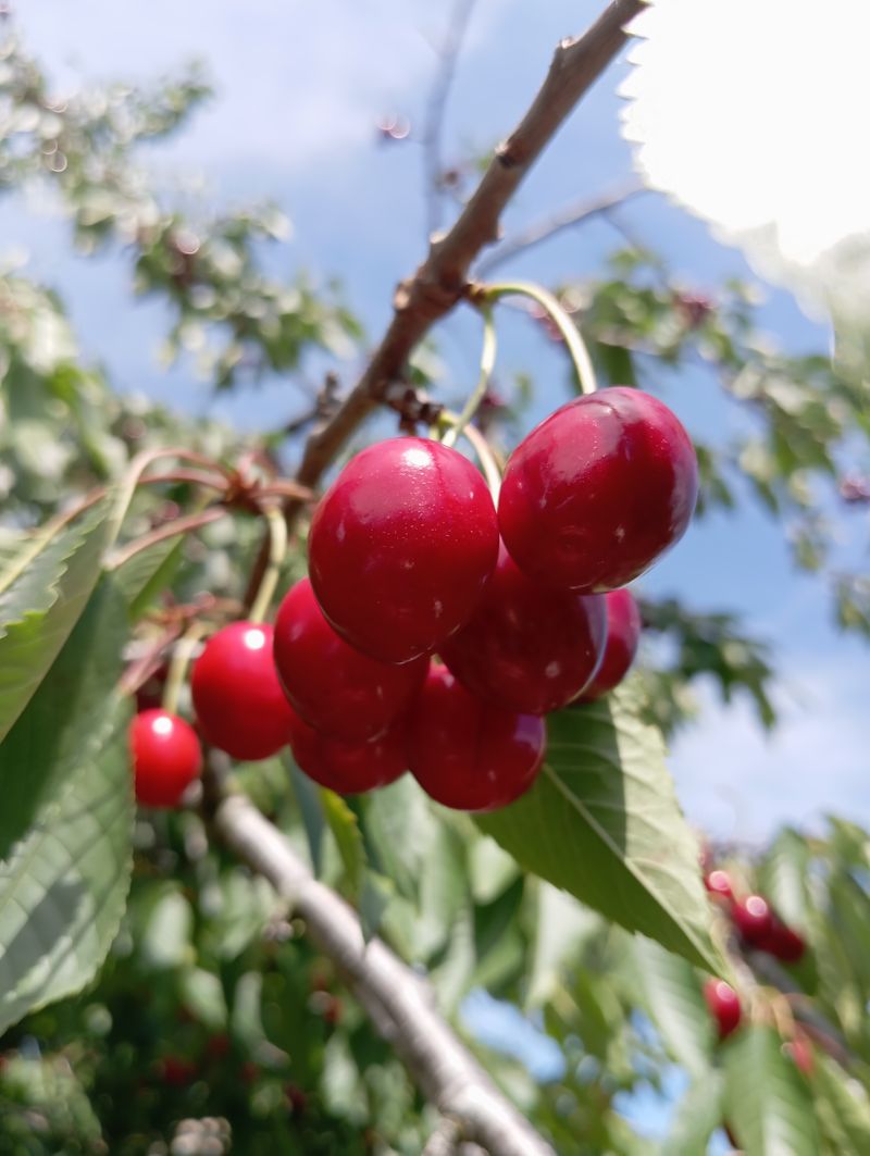 Prunus avium